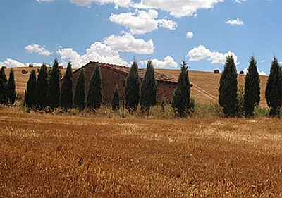 cipressi